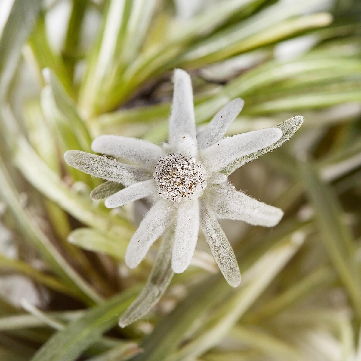 雪絨花生長於瑞士阿爾卑斯雪山之巔,在凜冽寒風、極強紫外線輻射、極寒霜凍等極端生長環境下依然燦爛綻放。