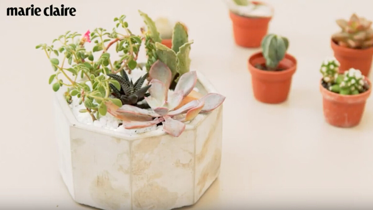 自己動手組一盆療癒系多肉植物,飽滿綠意滿點讓上班再也不厭世!