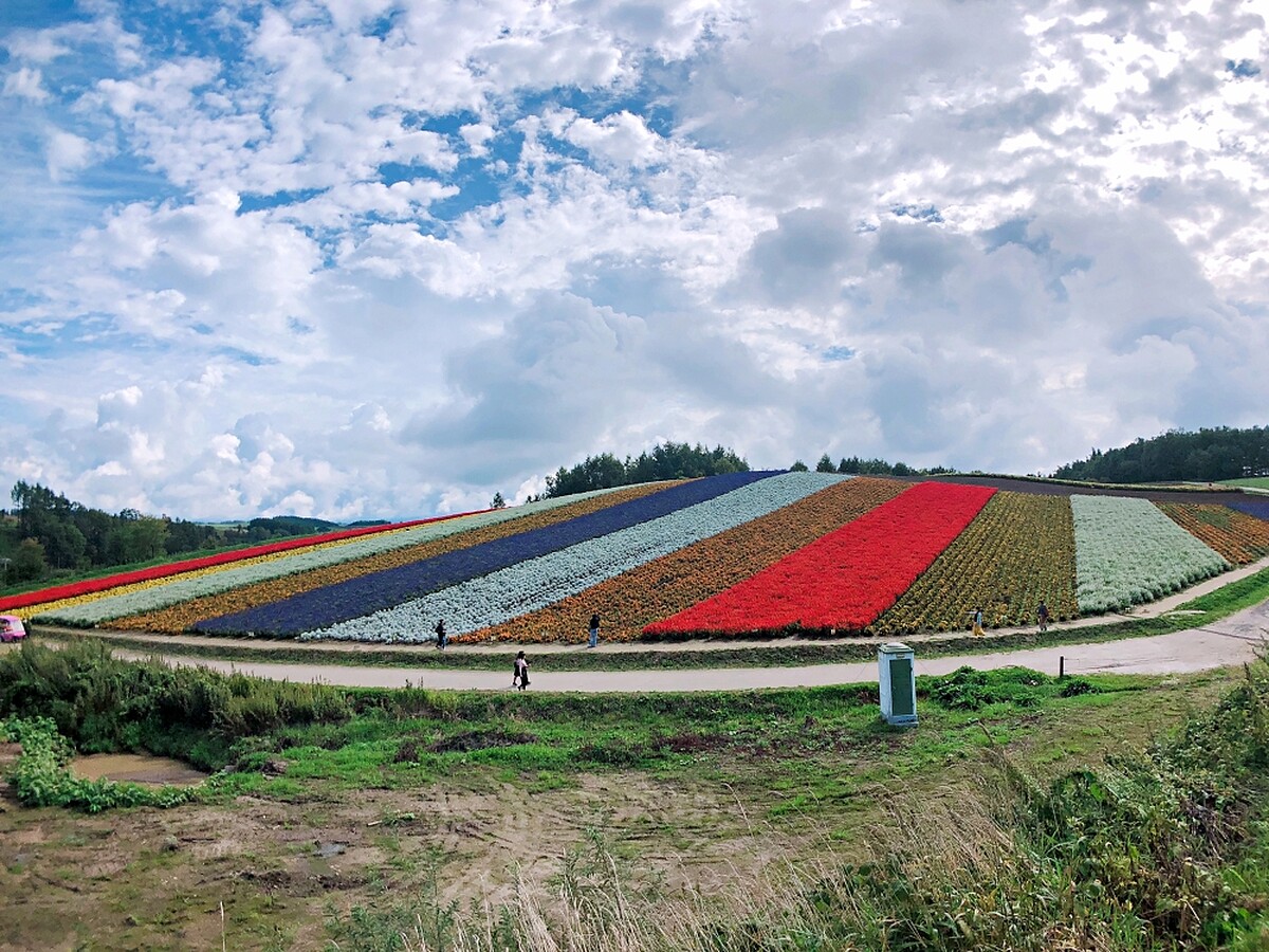 位於美瑛的四季彩の丘是北海道人氣景點