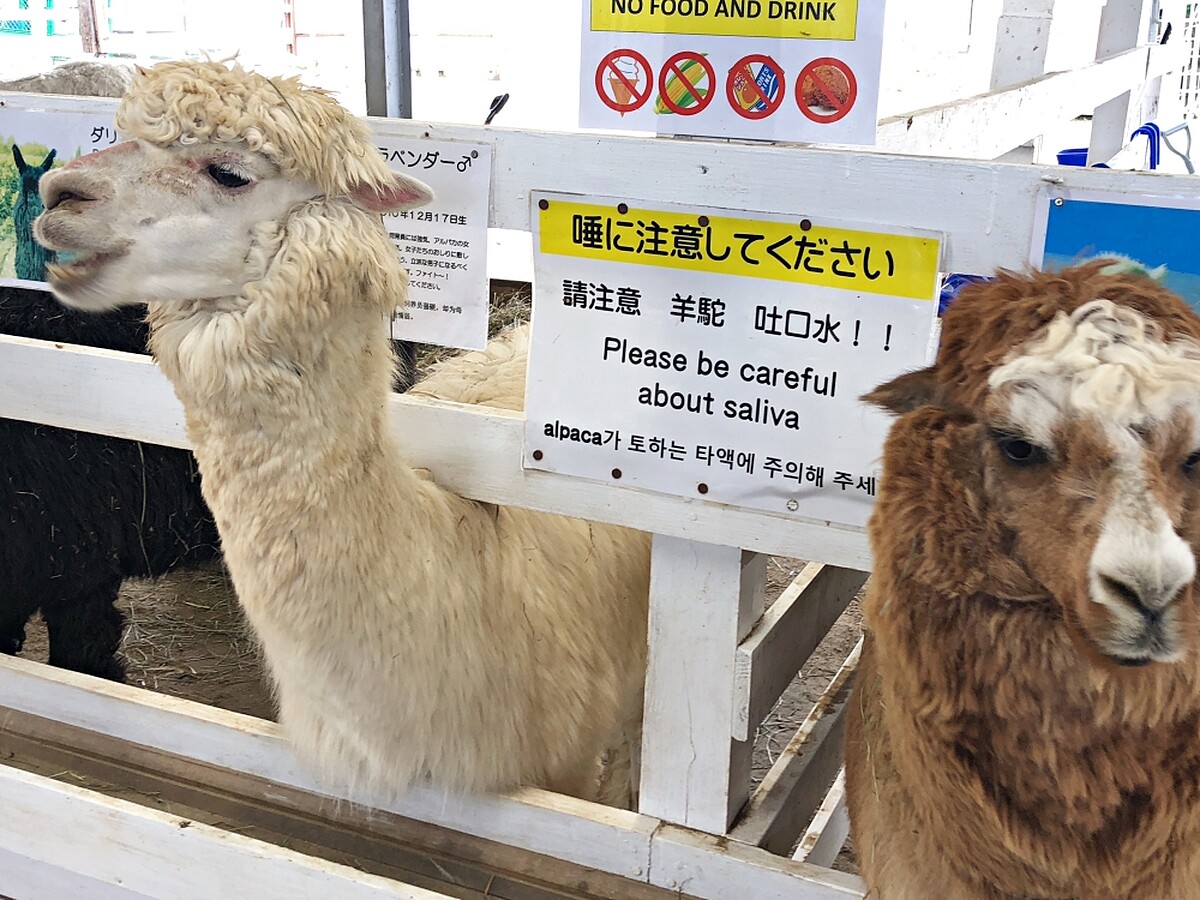 還能餵食超可愛的羊駝