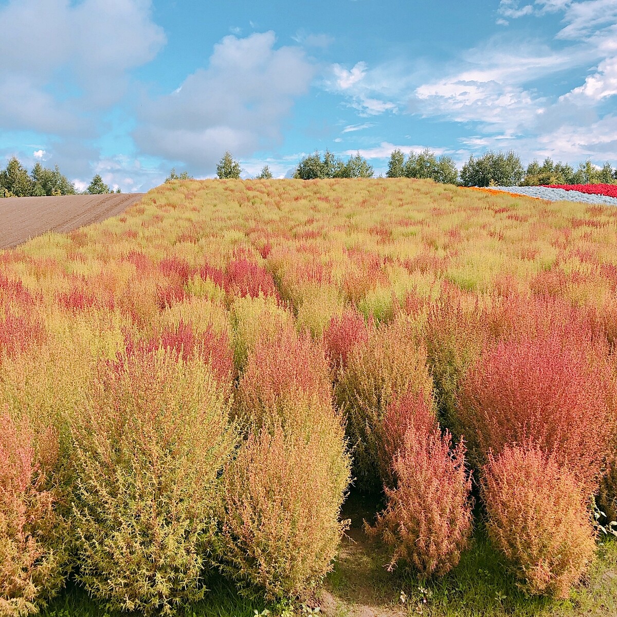 彩虹花田中間，也能看到「波波草」蹤跡！