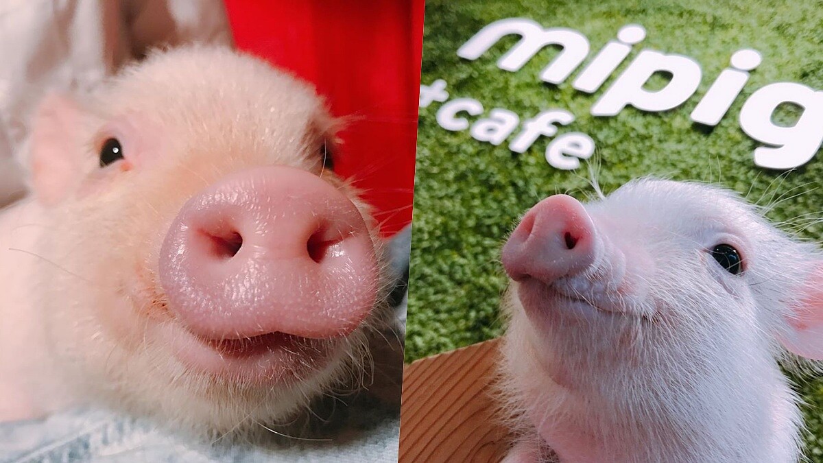 想被療癒必去！日本「Mipig Cafe」店內滿滿超萌小豬仔，即將開設2號店