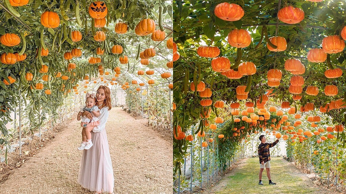 周末必衝「橘黃南瓜隧道」！「2019桃園觀音萬聖南瓜節」進入倒數，還有鬼屋、南瓜城堡超值得狂拍