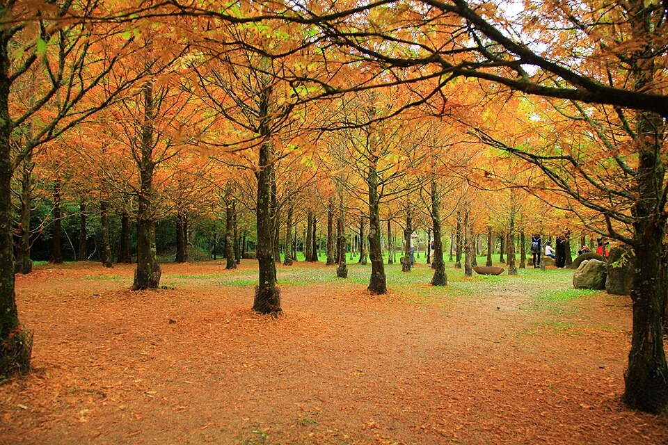 衫林溪森林聲帶度假園區裡的水杉