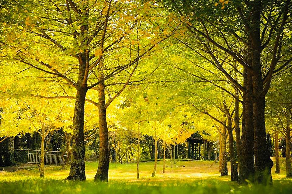 武陵農場中的銀杏林