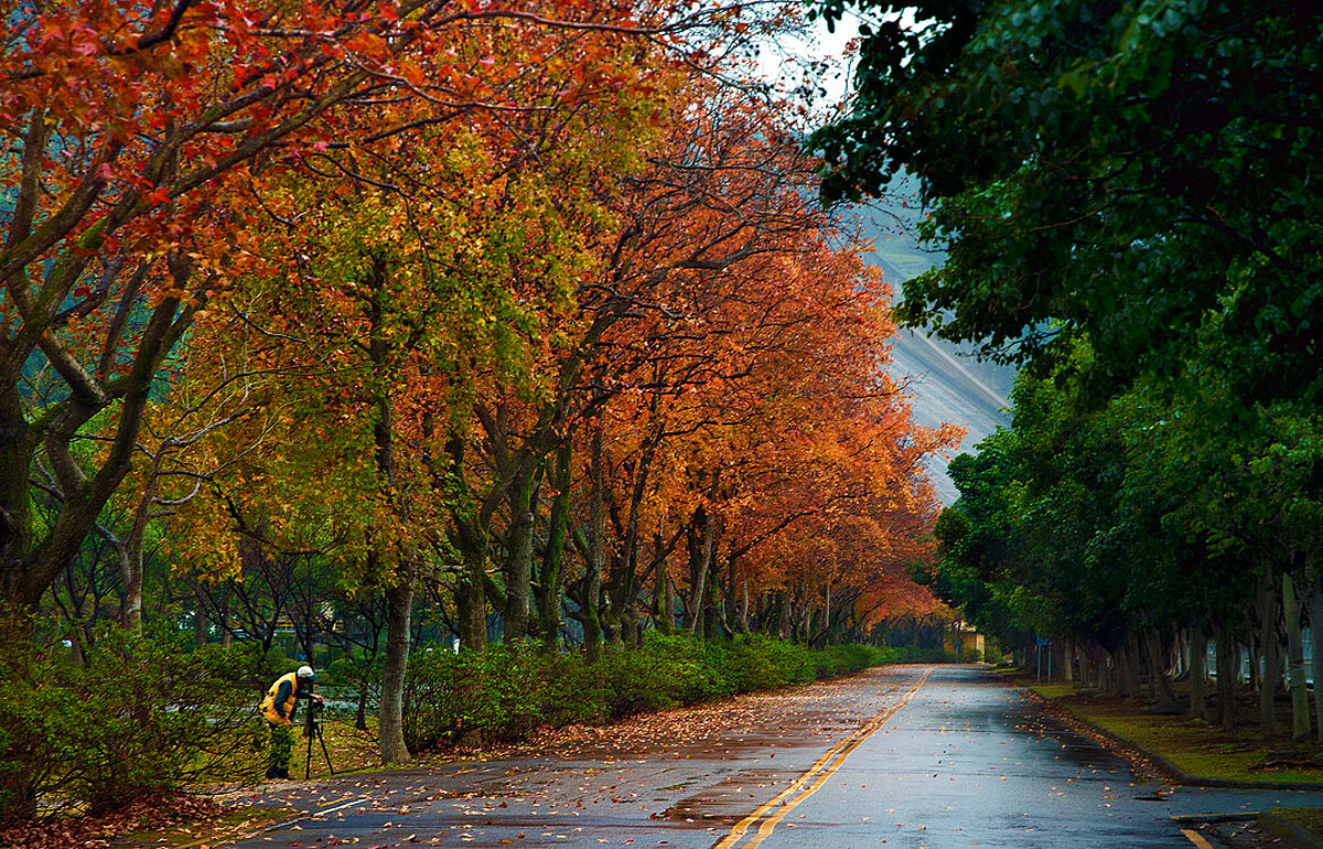 石門水庫裡的「楓林步道」根本是電影場景