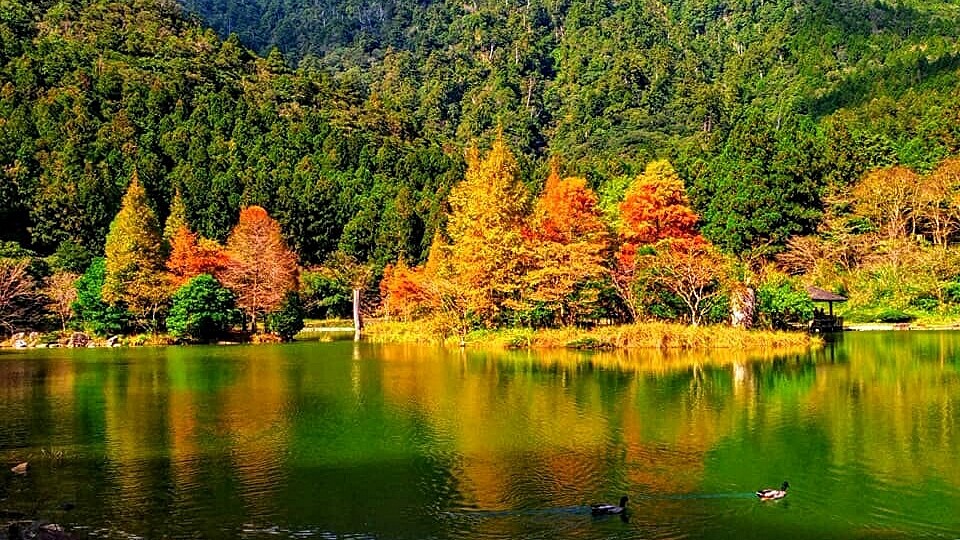 2024全台楓葉景點懶人包！秋天賞楓季節朝聖7大勝地，完全媲美電影場景