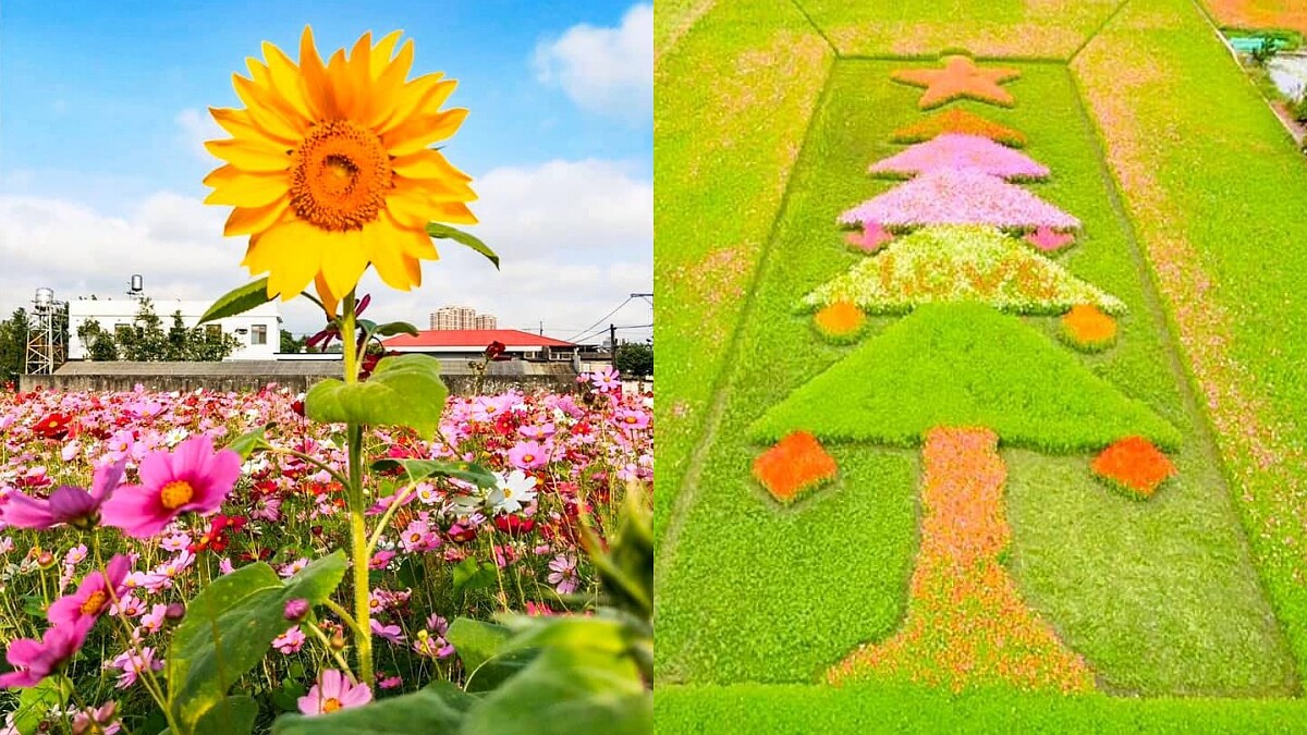 「2019桃園花彩節」浪漫來襲！三大展區日期&amp;amp;地點公開，聖誕樹、茶壺花海必拍到手軟