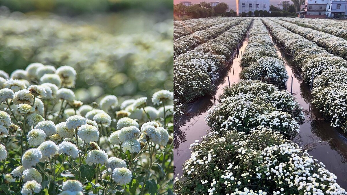 台灣飄下11月雪!「2019苗栗銅鑼杭菊芋頭節」登場,整片粉白圓潤小胖球超可愛,宛如仙境般夢幻