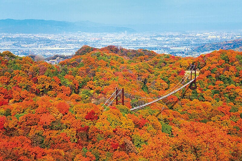 來源/星田園地官網