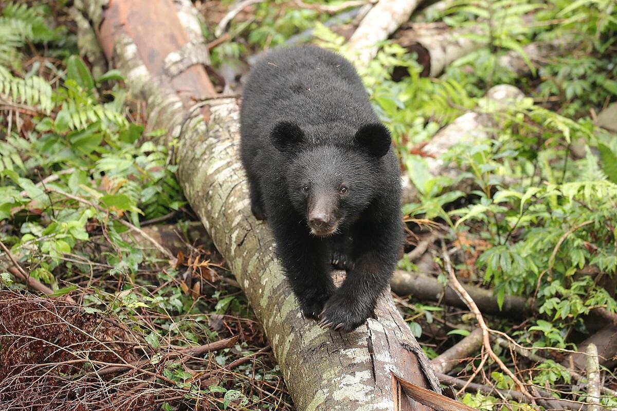 《黑熊來了》大麥影像傳播工作室提供