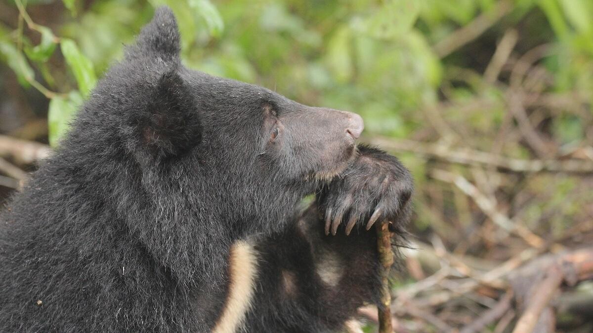 《黑熊來了》大麥影像傳播工作室提供