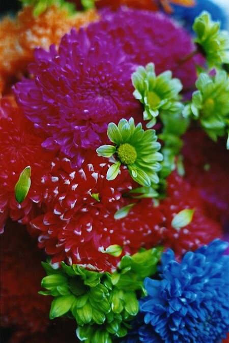 蜷川實花Mika Ninagawa, &ldquo;FLOWER ADDICT&rdquo;, 2009, C-print mounted on Plexiglas, 97.0 x 145.6 cm, Courtesy of the artist and Tomio Koyama Gallery.