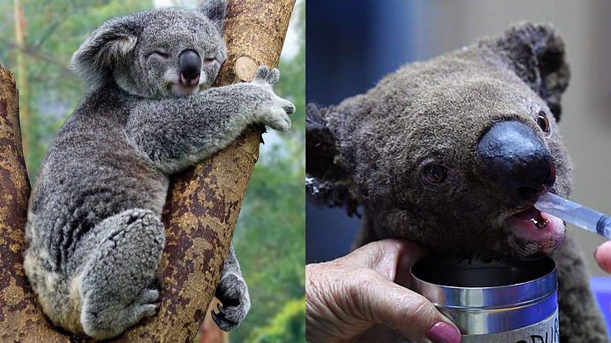 澳洲大火無尾熊面臨生存危機！領養無尾熊、捐款方式在這，一起幫助這些無辜的小生命