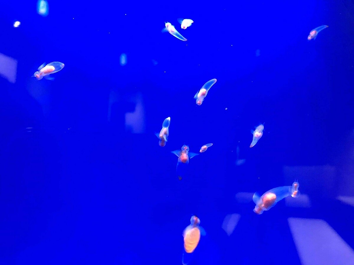 Photo/鄂霍次克流冰館官方臉書