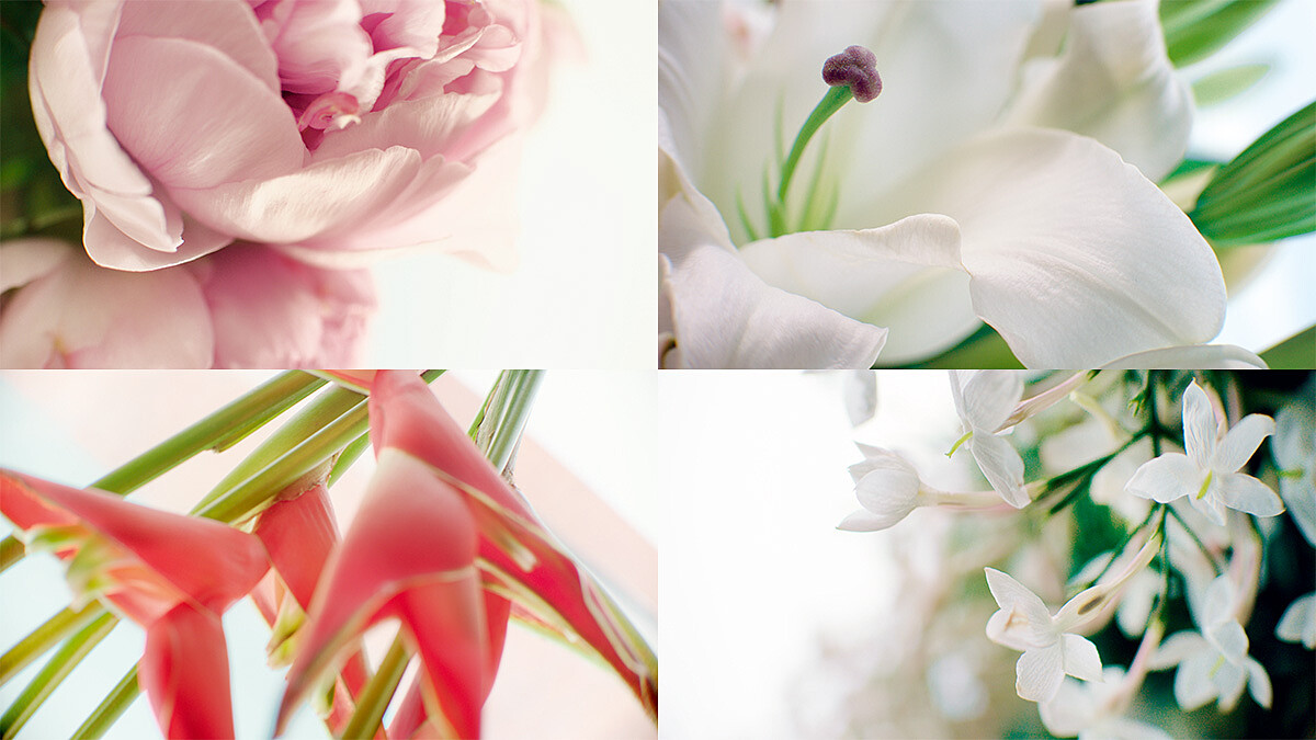 (順時鐘方向)牡丹-強韌肌底、白百合-綻放光澤、喚妍草-激活修護、茉莉-豐沛活力