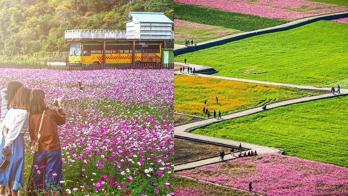 【台中景點】秘境「外埔忘憂谷」好紓壓！20公頃花海成天然畫布，黃金稻浪、粉色波斯菊四季都美呆