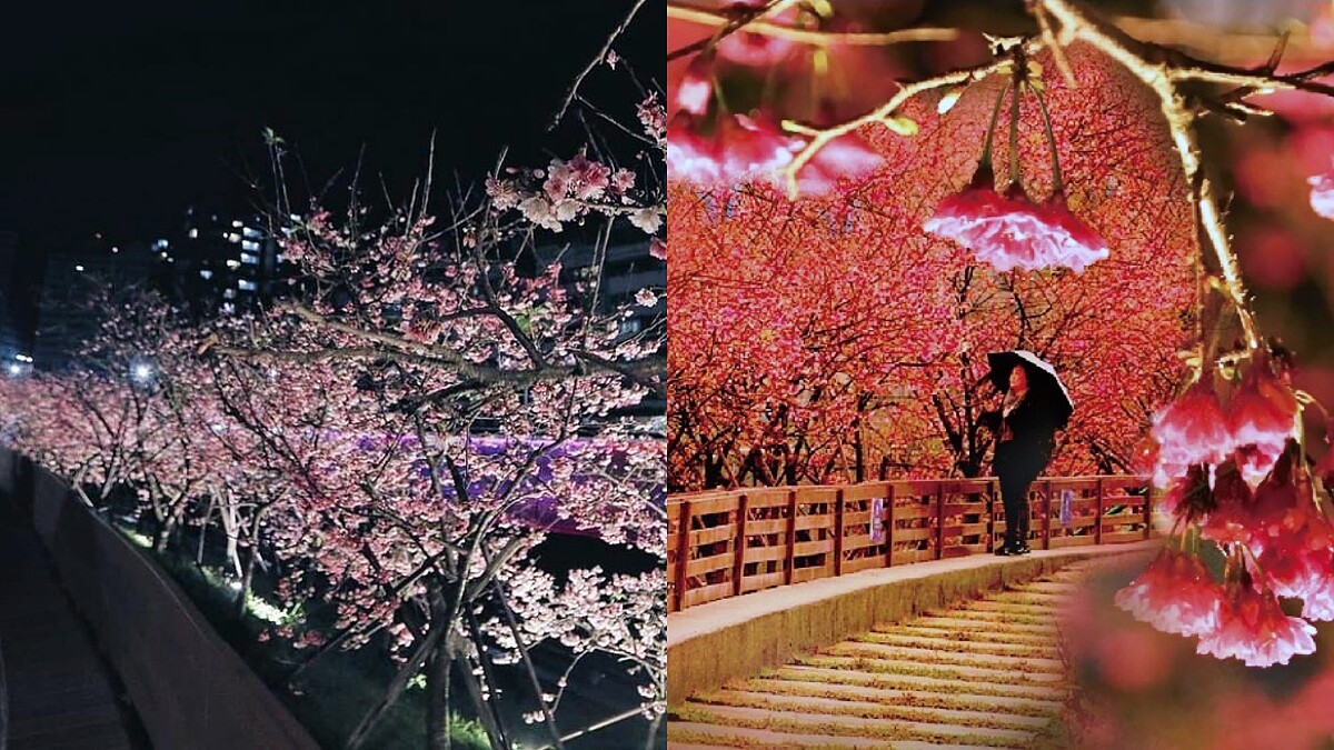 冬日最浪漫約會景點！「2020樂活夜櫻祭」登場，3公里粉嫩櫻花綻放，加碼推出露天電影院、文創市集