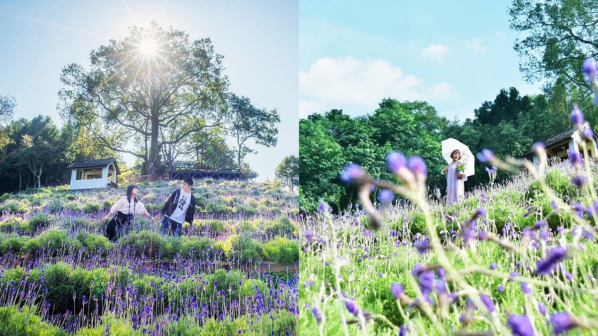 「2020薰衣草節」台中新社、新竹尖石同步登場！紫色薰衣草花海仙氣破表、8大活動總整理
