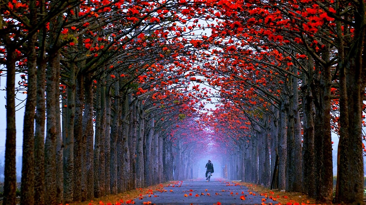 全球15條最美花海之一在台灣！「2020白河木棉花節」鮮豔綻放，初春限定的夢幻街道此生必訪