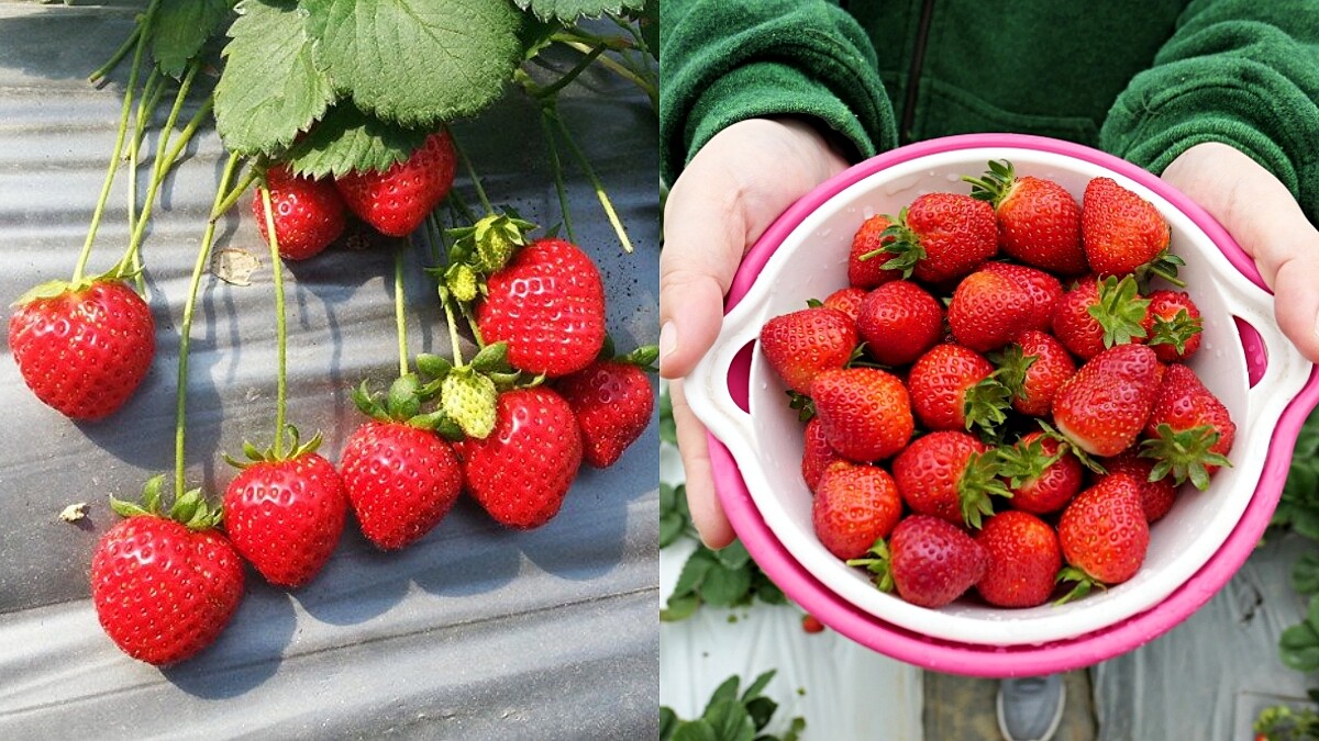 都市甜蜜一日遊！「2020內湖草莓季」即日起登場，飽滿果實等採收，還能DIY披薩與果醬