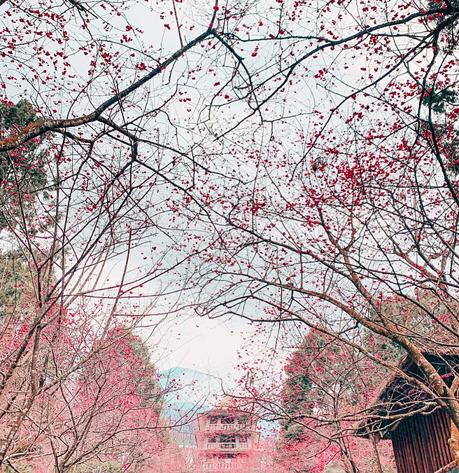 圖片來源：IG @lynn50520