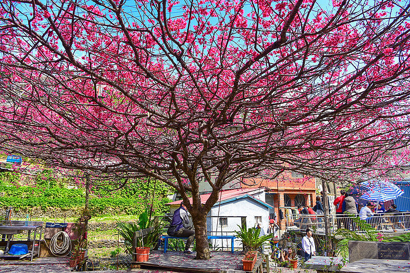 圖片來源：flickr / Youxing Tu