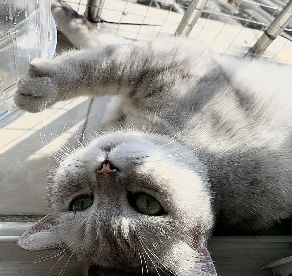 料理貓王@小紅書