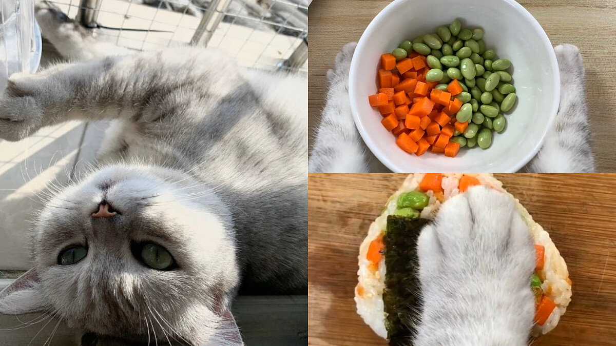 超療癒～會做菜的貓咪！為主人獻上愛心滿滿的低脂日式飯糰！