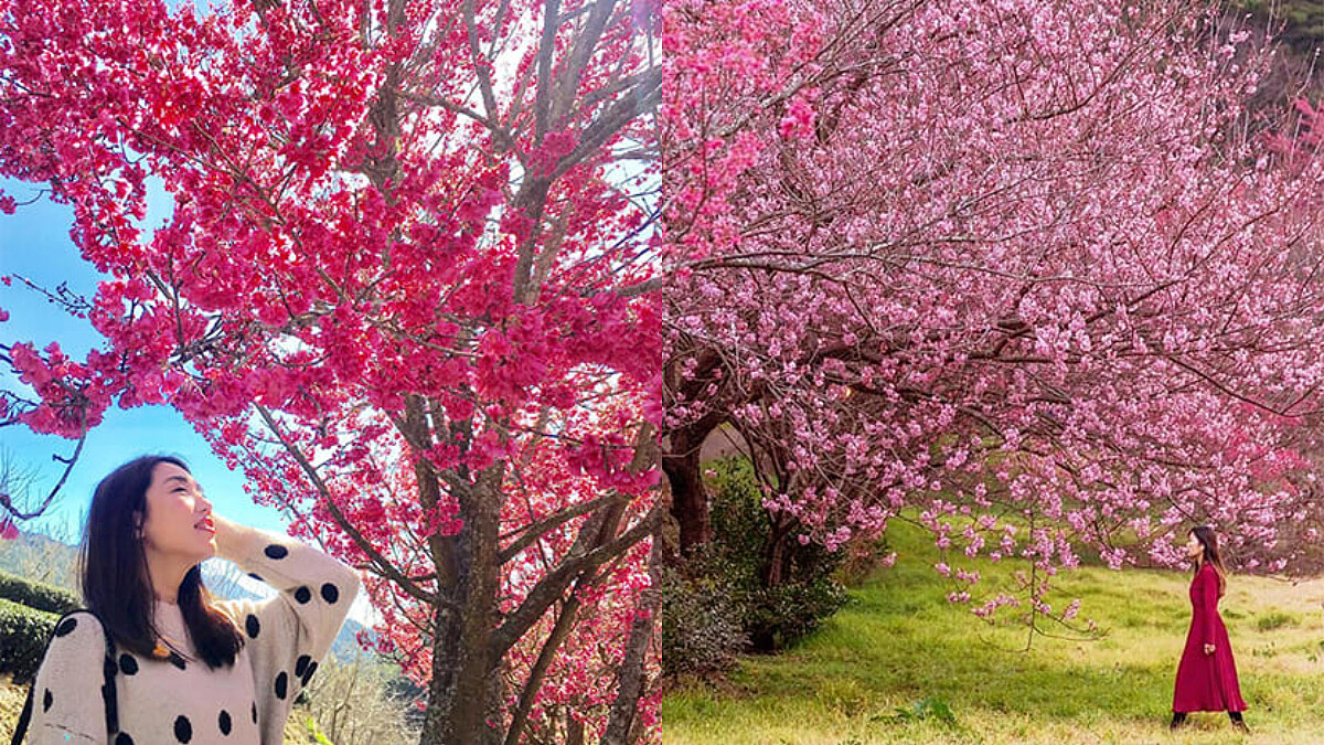 【2020台灣櫻花季】北中南 IG熱門打卡賞花景點，櫻花季拍照懶人包！