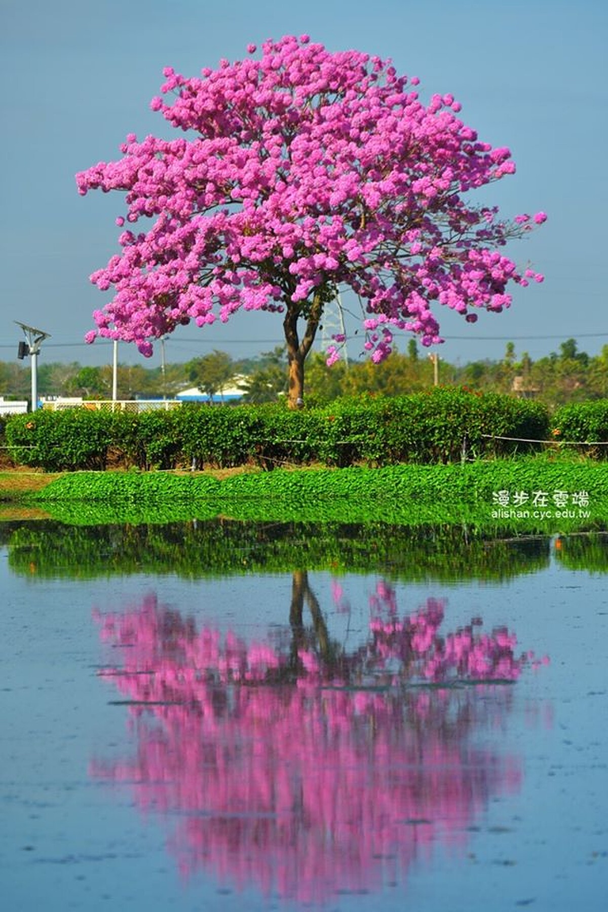 Photo／臉書粉絲專頁「漫步在雲端的阿里山」授權提供