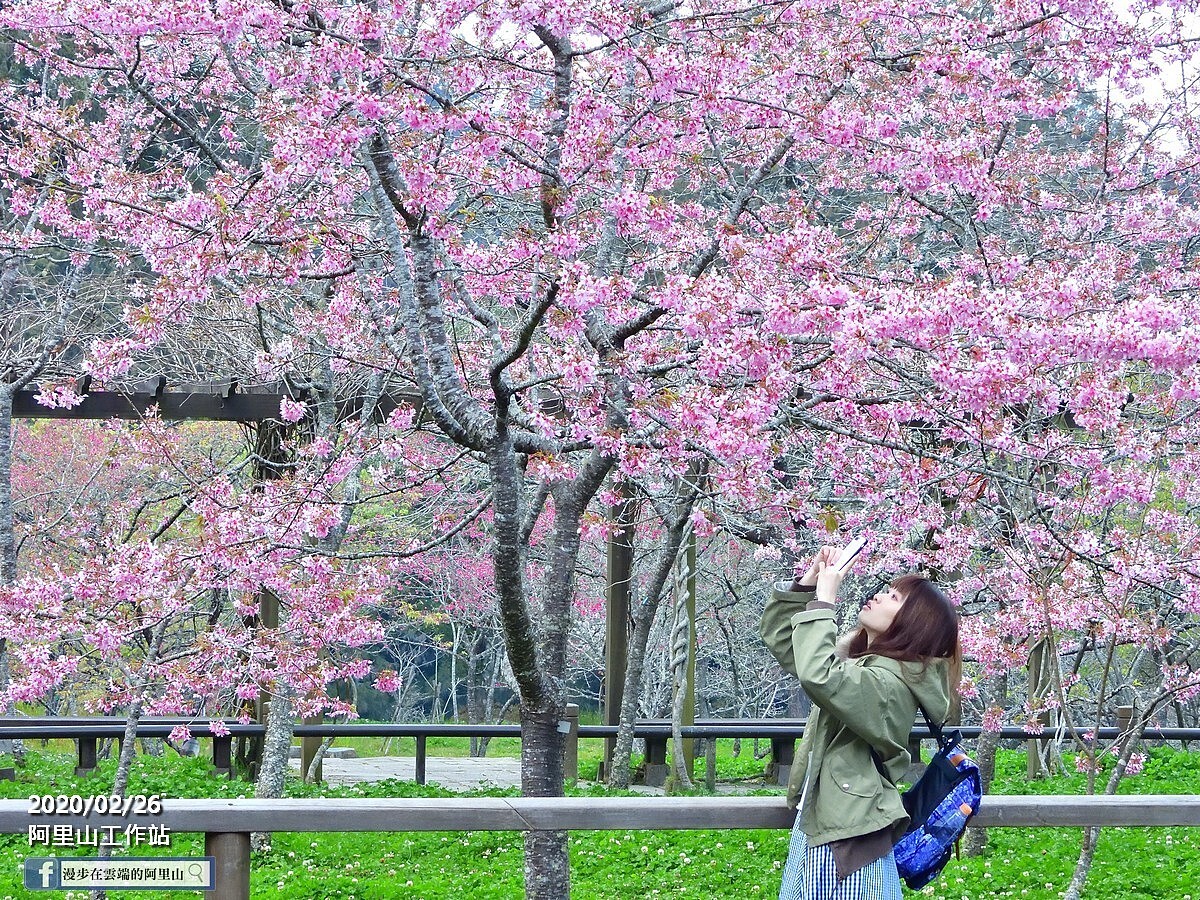 Photo／臉書粉絲專頁「漫步在雲端的阿里山」授權提供