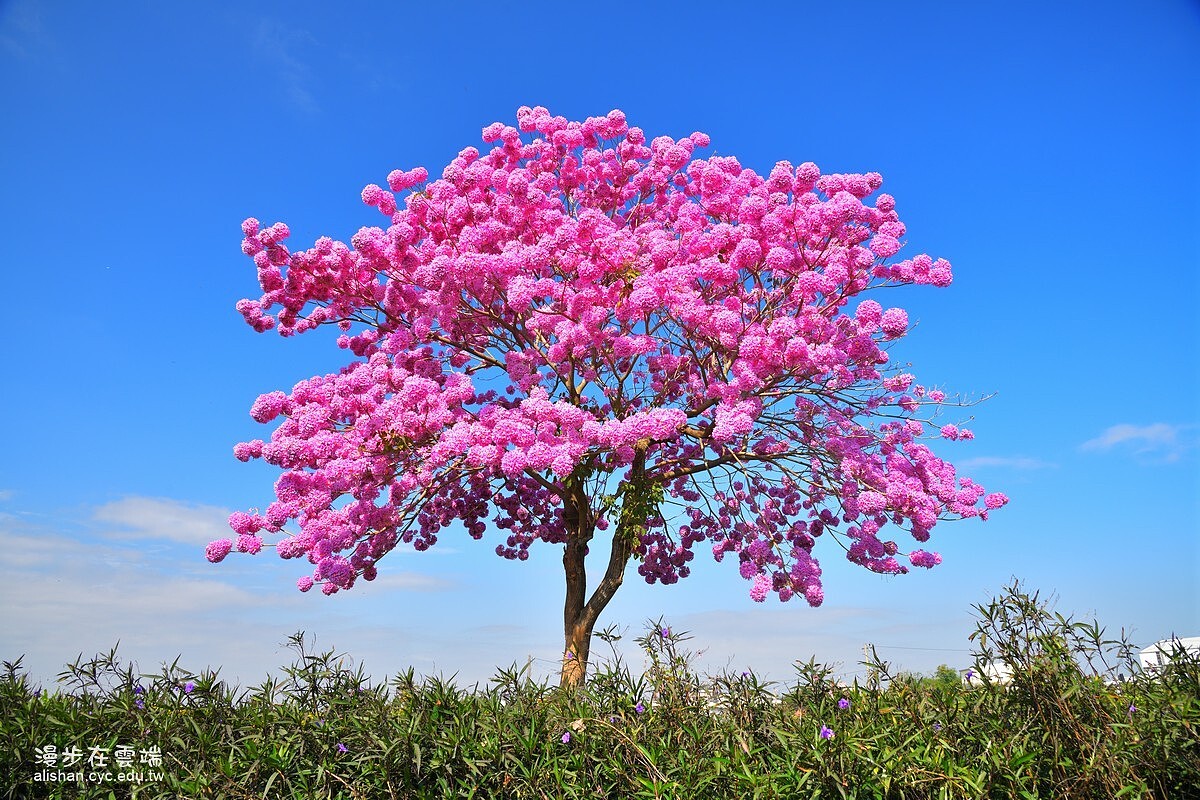Photo／臉書粉絲專頁「漫步在雲端的阿里山」授權提供