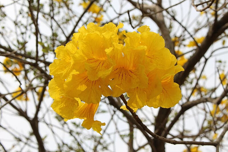 圖片來源：flickr｜Chi-Hung Lin