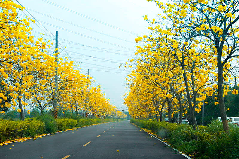 圖片來源：flickr｜Chi-Hung Lin