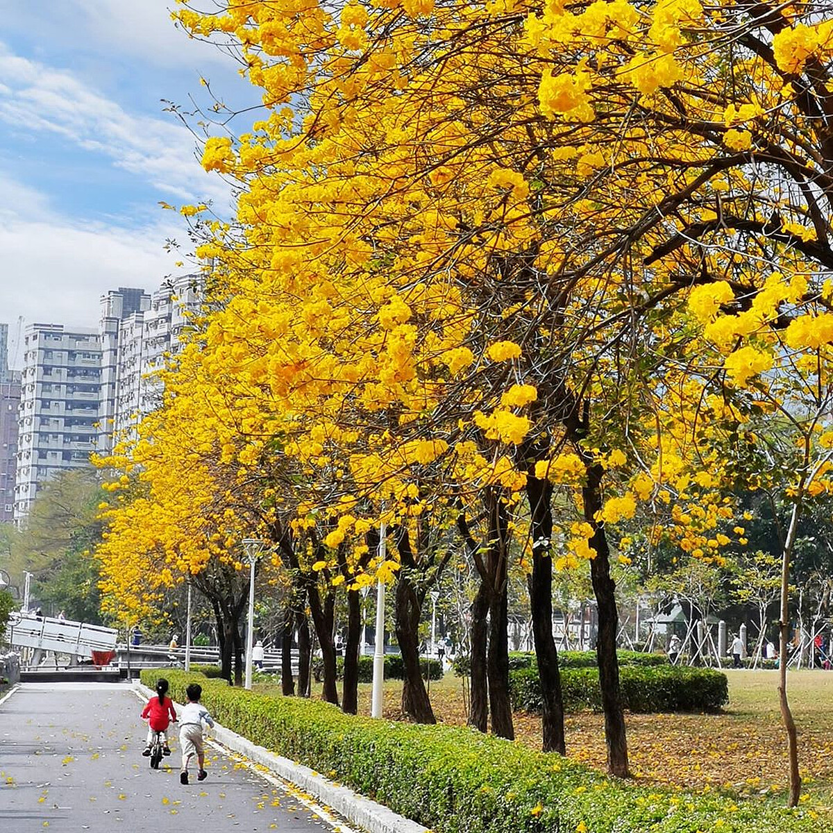 圖片來源：instagram｜im_funnylemon