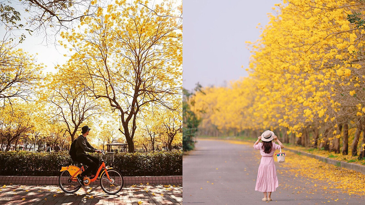 黃花風鈴木 大爆發！台灣八大金黃隧道景點不藏私公開！IG打卡打起來！