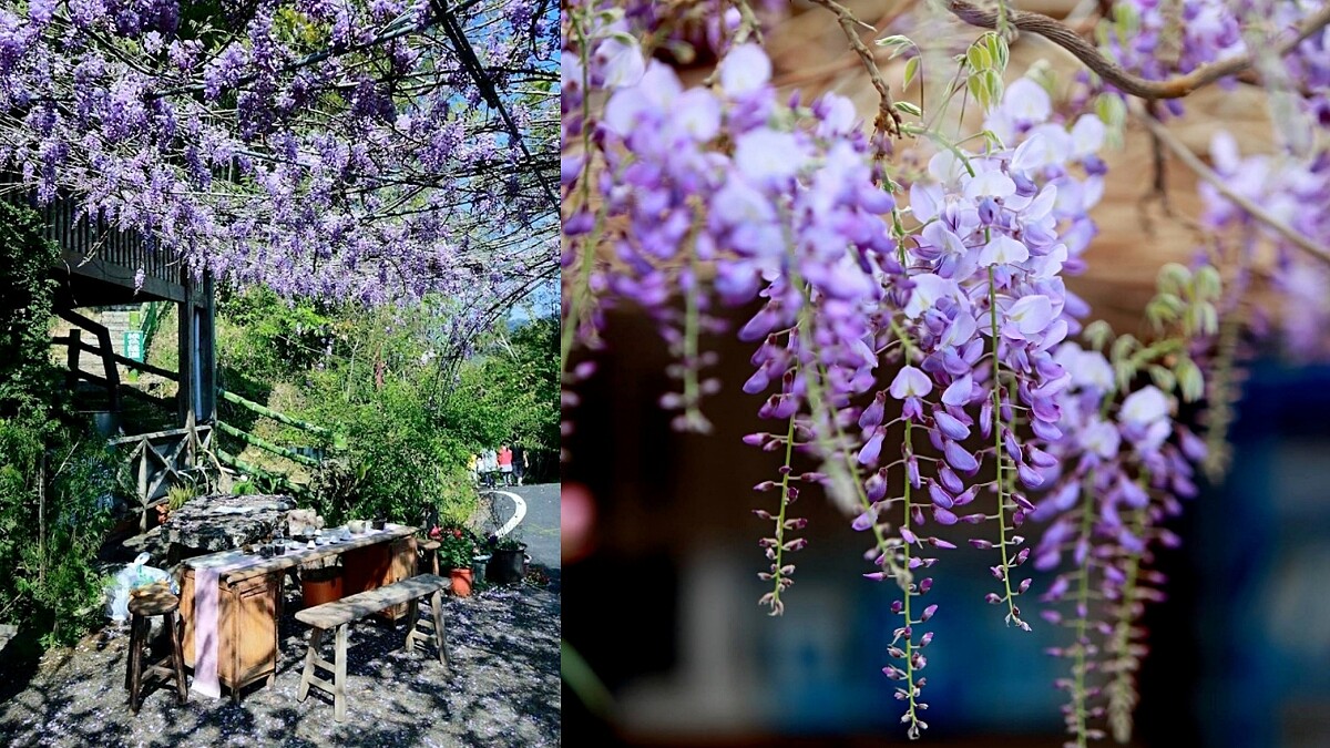 嘉義也有夢幻紫藤花海！「2020瑞里紫藤花季」公開25大賞花景點，連假手刀當仙女小姐姐