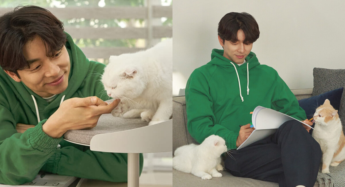  孔劉 代言家俱廣告超療癒！男人與貓咪的組合100分，讓人融化少女心大噴發！
