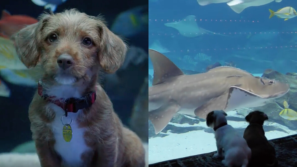 因新冠肺炎疫情休館！兩隻小萌犬嘉賓水族館一日遊，專心盯鯊魚畫面太療癒