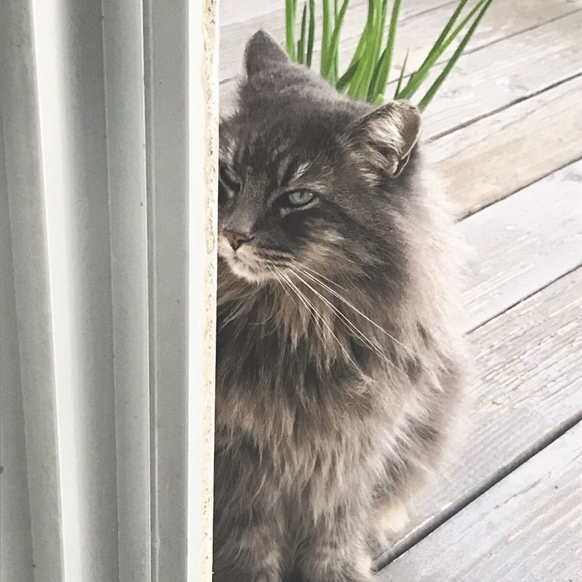 居家防疫聖品，疫情會變，主子的欠揍不會變。