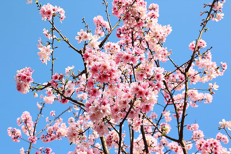 圖片來源:flickr CC / cjc0327