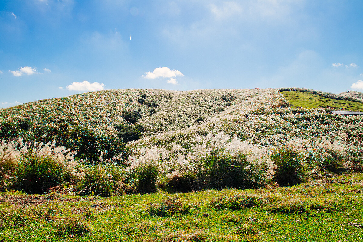 擎天崗的芒草季景色。圖片來源:flickr CC / Paul Chan