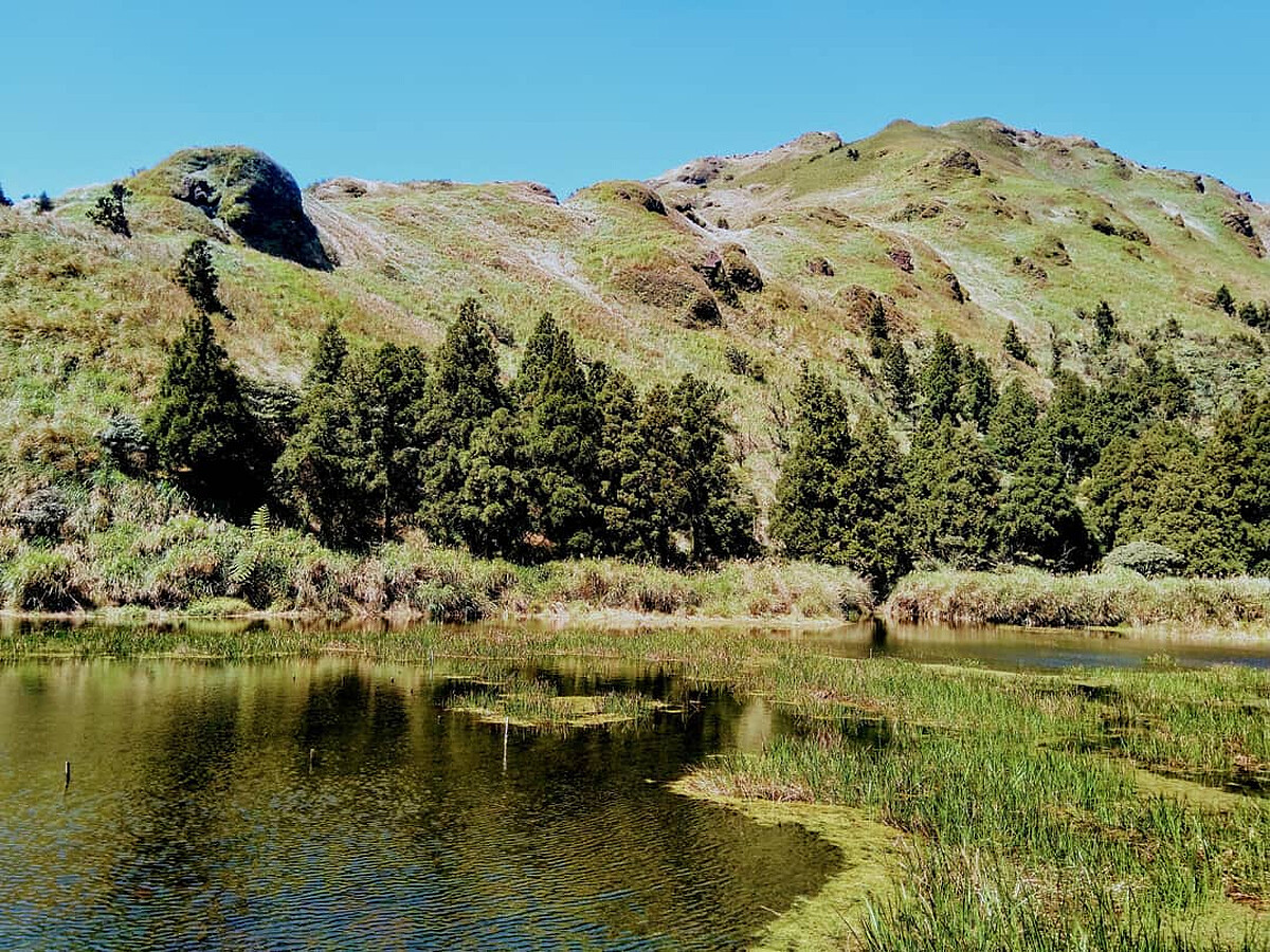 圖片來源:特有生物研究保育中心 IG @papilioshih 授權
