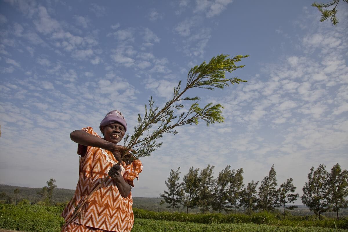 THE BODY SHOP茶樹精油蘊含來自肯亞社區公平交易的茶樹萃取