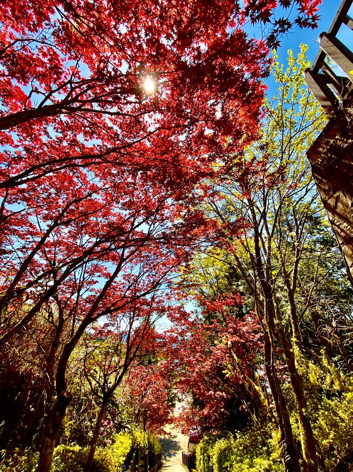 火紅的「紫葉槭」與一旁的綠樹成了強烈對比