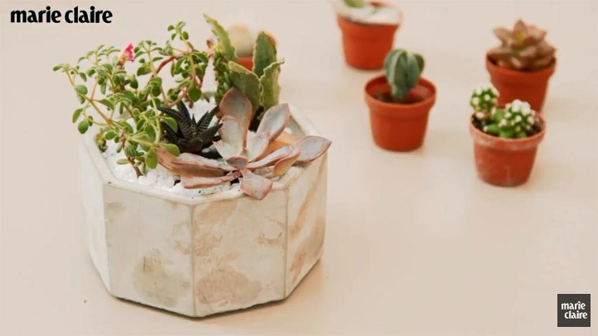 簡單幾步驟,辦公室療癒系多肉森林自己做