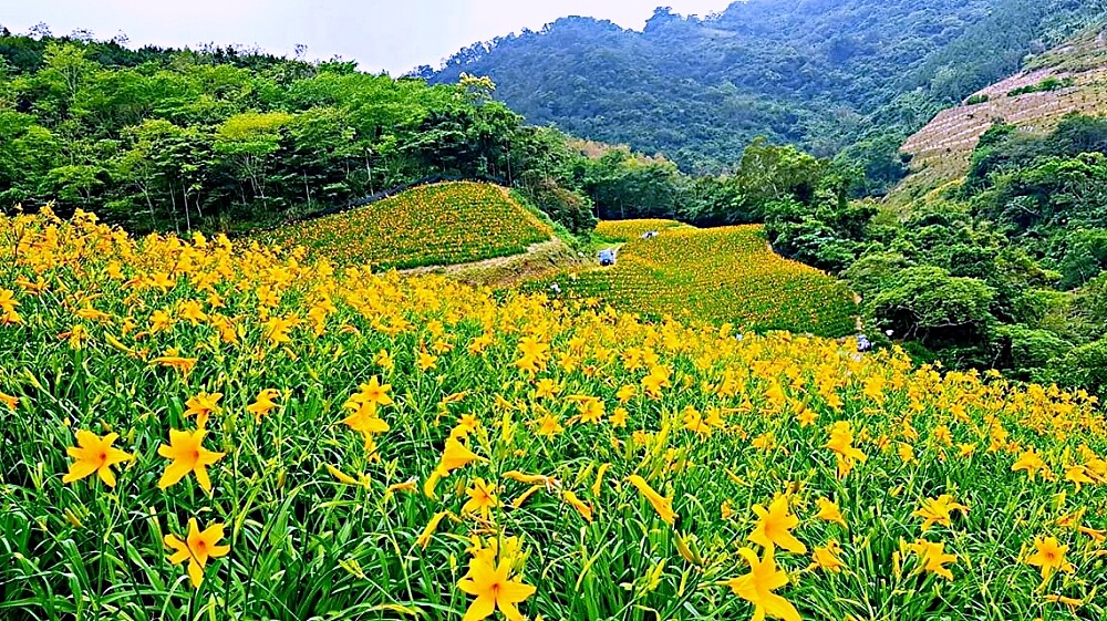 金針花來了！台東最新金針花秘境「知本天山農場」現在就是最美花期，一整片黃橙色花海超療癒