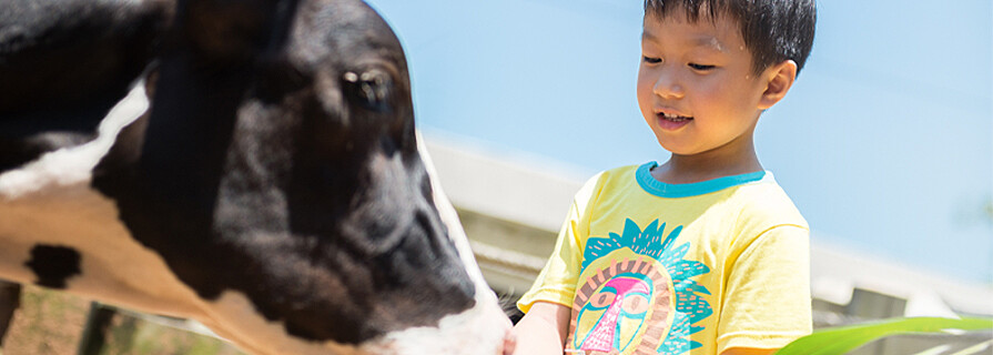 圖片來源：埔心農場 授權KLOOK轉載