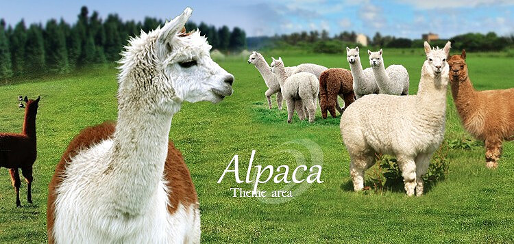 圖片來源：淨園機場農場 授權KLOOK轉載